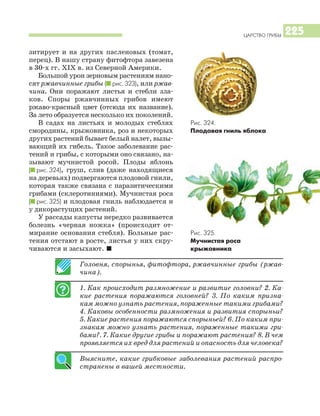 ЦАРСТВО ГРИБЫ 225
зитирует и на других пасленовых (томат,
перец). В нашу страну фитофтора завезена
в 30 х гг. ХIХ в. из Северной Америки.
Большой урон зерновым растениям нано
сят ржавчинные грибы (I рис. 323), или ржав
чина. Они поражают листья и стебли зла
ков. Споры ржавчинных грибов имеют
ржаво красный цвет (отсюда их название).
За лето образуется несколько их поколений.
В садах на листьях и молодых стеблях
смородины, крыжовника, роз и некоторых
других растений бывает белый налет, вызы
вающий их гибель. Такое заболевание рас
тений и грибы, с которыми оно связано, на
зывают мучнистой росой. Плоды яблонь
(I рис. 324), груш, слив (даже находящиеся
на деревьях) подвергаются плодовой гнили,
которая также связана с паразитическими
грибами (склеротиниями). Мучнистая роса
(I рис. 325) и плодовая гниль наблюдается и
у дикорастущих растений.
У рассады капусты нередко развивается
болезнь «черная ножка» (происходит от
мирание основания стебля). Больные рас
тения отстают в росте, листья у них скру
чиваются и засыхают. I
Головня, спорынья, фитофтора, ржавчинные грибы (ржав
чина).
1. Как происходит размножение и развитие головни? 2. Ка
кие растения поражаются головней? 3. По каким призна
кам можно узнать растения, пораженные такими грибами?
4. Каковы особенности размножения и развития спорыньи?
5. Какие растения поражаются спорыньей? 6. По каким при
знакам можно узнать растения, пораженные такими гри
бами?. 7. Какие другие грибы и поражают растения? 8. В чем
проявляется их вред для растений и опасность для человека?
Выясните, какие грибковые заболевания растений распро
странены в вашей местности.
Рис. 325.
Мучнистая роса
крыжовника
Рис. 324.
Плодовая гниль яблока
 