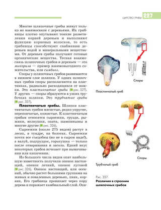ЦАРСТВО ГРИБЫ 227
Многие шляпочные грибы живут толь
ко во взаимосвязи с деревьями. Их гриб
ницы плотно опутывают тонкие разветв
ления корней деревьев и выполняют
функцию корневых волосков, то есть
грибницы способствуют снабжению де
ревьев водой и минеральными вещества
ми. От деревьев грибы получают готовые
органические вещества. Тесная взаимо
связь шляпочных грибов и деревьев — это
микориза — пример взаимовыгодного со
жительства, или симбиоз.
Споры у шляпочных грибов развиваются
в нижнем слое шляпки. У одних шляпоч
ных грибов споры располагаются на плас
тинках, радиально расходящихся от нож
ки. Это пластинчатые грибы (I рис. 327).
У других — споры образуются в узких тру
бочках шляпки. Это трубчатые грибы
(I рис. 327).
Пластинчатые грибы. Шляпки плас
тинчатых грибов мясистые, редко упругие,
перепончатые, кожистые. К пластинчатым
грибам относятся сыроежки, грузди, ры
жики, волнушки, опята, шампиньоны и
многие другие (I рис. 326).
Сыроежки (около 275 видов) растут в
лесах, в тундре, на болотах. Сыроежки
почти все съедобны (но не в сыром виде!),
а валуй, подгруздок, горькушка — только
после отваривания и засола. Едкий вкус
некоторых грибов исчезает при вымачива
нии или кипячении.
Из большого числа видов опят наиболь
шую известность получили опенок настоя
щий, опенок летний, опенок луговой
(I рис. 326). Опенок настоящий, или осен
ний, обычно растет большими группами на
живых и поваленных деревьях, пнях, кор
нях. Его грибница проникает через кору
дерева и поражает камбиальный слой. Опя
Рис. 327.
Различия в строении
шляпочных грибов
Пластинчатый гриб
Споры
Споры
Трубчатый гриб
 