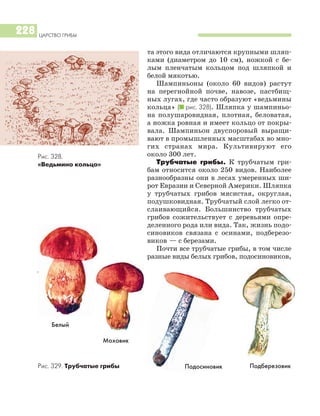 ЦАРСТВО ГРИБЫ
228
та этого вида отличаются крупными шляп
ками (диаметром до 10 см), ножкой с бе
лым пленчатым кольцом под шляпкой и
белой мякотью.
Шампиньоны (около 60 видов) растут
на перегнойной почве, навозе, пастбищ
ных лугах, где часто образуют «ведьмины
кольца» (I рис. 328). Шляпка у шампиньо
на полушаровидная, плотная, беловатая,
а ножка ровная и имеет кольцо от покры
вала. Шампиньон двуспоровый выращи
вают в промышленных масштабах во мно
гих странах мира. Культивируют его
около 300 лет.
Трубчатые грибы. К трубчатым гри
бам относится около 250 видов. Наиболее
разнообразны они в лесах умеренных ши
рот Евразии и Северной Америки. Шляпка
у трубчатых грибов мясистая, округлая,
подушковидная. Трубчатый слой легко от
слаивающийся. Большинство трубчатых
грибов сожительствует с деревьями опре
деленного рода или вида. Так, жизнь подо
синовиков связана с осинами, подберезо
виков — с березами.
Почти все трубчатые грибы, в том числе
разные виды белых грибов, подосиновиков,
Моховик
Белый
ПодберезовикПодосиновик
Рис. 328.
«Ведьмино кольцо»
Рис. 329. Трубчатые грибы
 