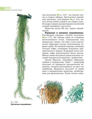 ЦАРСТВО ГРИБЫ
232
ная золотянка (I рис. 335)— на стволах оси
ны и старых заборах. Кустистый лишай
ник вислянку, или бородач (I рис. 336), по
чти всегда можно увидеть на старых елях.
В тундре широко распространен кустистый
олений лишайник, или ягель.
Известно около 26 тыс. видов лишай
ников.
Строение и питание лишайников.
Рассмотрим строение стенной золотянки
(I рис. 337). На тонком срезе ее слоевища
(вегетативного тела), помещенном под
микроскоп, видно, что верх и низ пласти
ночки образован плотно сплетенными ги
фами гриба. От нижней стороны слоевища
отходят гифы, которыми золотянка при
крепляется к дереву. В средней части сло
евища гифы расположены более рыхло.
Между ними находятся одноклеточные зе
леные водоросли (хлорококк, требуксия).
Таким образом, лишайник образован
грибом и водорослью. Гриб — сапротроф
получает от водоросли органические ве
щества, которые расходуются на рост его
грибницы. Водоросль получает от гриба
воду и минеральные вещества, необходи
мые для фотосинтеза. Такое тесное сожи
Рис. 336.
Кустистые лишайники
 