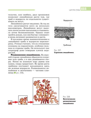 ЦАРСТВО ГРИБЫ 233
тельство, или симбиоз, двух организмов
позволяет лишайникам расти там, где
гриб и водоросль по отдельности сущест
вовать не могут.
Лишайники растут медленно. За год их
тело увеличивается всего на несколько
миллиметров. Лишайники могут выно
сить почти полное высыхание и становить
ся почти безжизненными. Однако стоит
пройти дождю, как они быстро «оживают»
и вновь начинают развиваться и расти.
В последнее время взаимоотношения в
лишайнике гриба и водоросли пересмот
рены. Ученые считают, что их отношения
основаны на паразитизме, особенно силь
ном со стороны гриба. Он использует как
сапротроф даже отмершие клетки водо
рослей.
Размножение лишайников. На верх
ней стороне лишайника образуются плодо
вые тела гриба, а в них развиваются спо
ры. Попав на влажную кору дерева или
камня, споры прорастают. Во время роста
грибница опутывает находящиеся здесь
же зеленые водоросли. Размножаются ли
шайники и вегетативно — частями слое
вища (I рис. 338).
Рис. 337.
Строение лишайника
Водоросли
Грибница
Рис. 338.
Вегетативное
размножение
лишайника
 