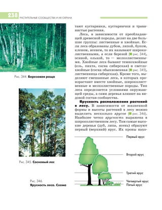 РАСТИТЕЛЬНЫЕ СООБЩЕСТВА И ИХ ОХРАНА
238
тают кустарники, кустарнички и травя
нистые растения.
Леса, в зависимости от преобладаю
щей древесной породы, делят на две боль
шие группы: лиственные и хвойные. Ес
ли леса образованы дубом, липой, буком,
кленом, ясенем, то их называют широко
лиственными, а если березой (I рис. 344),
осиной, ольхой, то — мелколиственны
ми. Хвойные леса бывают темнохвойные
(ель, пихта, сосна сибирская) и светло
хвойные (сосна обыкновенная (I рис. 345),
лиственница сибирская). Кроме того, вы
деляют смешанные леса, в которых про
израстают вместе хвойные, широколист
венные и мелколиственные породы. Тип
леса определяется условиями окружаю
щей среды, а сами деревья влияют на ви
довой состав сообщества.
Ярусность расположения растений
в лесу. В зависимости от жизненной
формы и высоты растений в лесу можно
выделить несколько ярусов (I рис. 346).
Наиболее четко ярусность выражена в
широколиственном лесу. Там самые высо
кие деревья (дуб, липа, ясень) образуют
первый (верхний) ярус. Их кроны нахо
Рис. 345. Сосновый лес
Рис. 346.
Ярусность леса. Схема
Рис. 344. Березовая роща
Первый ярус
Второй ярус
Третий ярус
Четвертый ярус
Пятый ярус
 