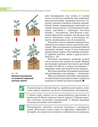 ВНЕШНЕЕ СТРОЕНИЕ ОРГАНОВ ЦВЕТКОВЫХ РАСТЕНИЙ
24
нем плодородном слое почвы. С учетом
этого в сельском хозяйстве при пересадке
рассады растений, например капусты, то
матов, удаляют кончики главных корней.
Такой прием выращивания растений на
зывают прищипкой, а последующую пере
садку растений с помощью палочки
(пики) — пикировкой. Чем больше у рас
тения образуется корней, тем больше они
могут всасывать воды и растворов ве
ществ, необходимых для его развития.
Увеличить число корней в верхнем поч
венном слое можно путем окучивания рас
тений. При окучивании основания побегов
засыпают почвой, тогда от них отрастают
придаточные корни. Окучивание повыша
ет урожай томатов, перца и других расте
ний (I рис. 30).
Растения окучивают влажной почвой
после дождя или полива их водой. Первое
окучивание проводят при высоте растений
не ниже 15–20 см, а второе окучивание —
примерно через две недели после первого.
На полях растения окучивают различны
ми окучниками, а на огородах — мотыгами.
При окучивании растений одновремен
но происходит рыхление почвы, создаются
хорошие условия для роста корней. I
Главный корень, боковой корень, придаточный корень, ветв
ление корня; корневые системы: стержневая, мочковатая.
1. Какие виды корней по их происхождению различают у
растений? 2. Какое строение имеет корень? 3. Какую корне
вую систему называют стержневой? 4. Какую корневую
систему называют мочковатой?
Рассмотрите корневые системы пшеницы и пастушьей
сумки. Выясните, какие корни их образуют. Зарисуйте в
тетради эти корневые системы и подпишите их названия.
Рис. 30.
Влияние окучивания
на развитие корневой
системы томата
 