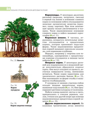 ВНЕШНЕЕ СТРОЕНИЕ ОРГАНОВ ЦВЕТКОВЫХ РАСТЕНИЙ
26
Корнеплоды. У некоторых двулетних
растений (моркови, петрушки, свеклы)
в первый год жизни в основание главного
корня и в основание побега откладываются
запасные органические вещества (крах
мал, сахар, каротин). При этом запасаю
щие органы сильно увеличиваются в тол
щину. Такое видоизмененное основание
главного корня и побега называют корне
плодом (I рис. 31).
Корневые шишки. У чистяка, ят
рышника, аспарагуса питательные веще
ства откладывается в придаточных
корнях, которые принимают округлую
форму. Такие видоизменения придаточ
ных корней называют корневыми шишка
ми, или корневыми клубнями.
Нередко, например у георгина или то
пинамбура, одновременно с придаточны
ми корнями утолщаются и нижние части
побегов (I рис. 32).
Опорные корни. У некоторых расте
ний для поддержания их в воздушной сре
де дополнительно образуются опорные
корни. Они могут отходить от кроны и, до
стигнув поверхности почвы, интенсивно
ветвиться. Такие корни характерны для
тропического растения баньян (I рис. 33).
Они напоминают по форме столбы и назы
ваются столбовидными.
У кукурузы от нижних участков стебля
отходят мощные придаточные корни,
названные ходульными (I рис. 34). Они пред
охраняют растения кукурузы от полегания.
Побеги плюща выносят листья к свету,
прикрепляясь к стволам деревьев, ска
лам, стенам или другой опоре при помощи
видоизмененных придаточных корней за
цепок (I рис. 35).
Другие видоизменения корней. Во
влажных тропических лесах имеются
Рис. 33. Баньян
Рис. 35.
Корни зацепки плюща
Рис. 34.
Корни
кукурузы
 