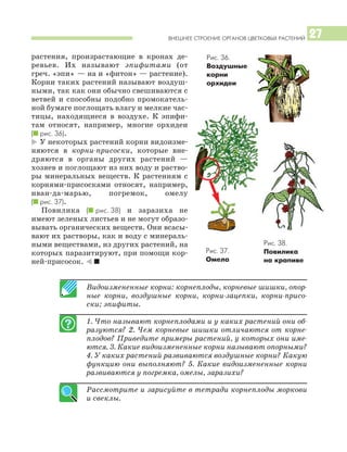 ВНЕШНЕЕ СТРОЕНИЕ ОРГАНОВ ЦВЕТКОВЫХ РАСТЕНИЙ 27
растения, произрастающие в кронах де
ревьев. Их называют эпифитами (от
греч. «эпи» — на и «фитон» — растение).
Корни таких растений называют воздуш
ными, так как они обычно свешиваются с
ветвей и способны подобно промокатель
ной бумаге поглощать влагу и мелкие час
тицы, находящиеся в воздухе. К эпифи
там относят, например, многие орхидеи
(I рис. 36).
* У некоторых растений корни видоизме
няются в корни присоски, которые вне
дряются в органы других растений —
хозяев и поглощают из них воду и раство
ры минеральных веществ. К растениям с
корнями присосками относят, например,
иван да марью, погремок, омелу
(I рис. 37).
Повилика (I рис. 38) и заразиха не
имеют зеленых листьев и не могут образо
вывать органических веществ. Они всасы
вают их растворы, как и воду с минераль
ными веществами, из других растений, на
которых паразитируют, при помощи кор
ней присосок. ) I
Видоизмененные корни: корнеплоды, корневые шишки, опор
ные корни, воздушные корни, корни зацепки, корни присо
ски; эпифиты.
1. Что называют корнеплодами и у каких растений они об
разуются? 2. Чем корневые шишки отличаются от корне
плодов? Приведите примеры растений, у которых они име
ются. 3. Какие видоизмененные корни называют опорными?
4. У каких растений развиваются воздушные корни? Какую
функцию они выполняют? 5. Какие видоизмененные корни
развиваются у погремка, омелы, заразихи?
Рассмотрите и зарисуйте в тетради корнеплоды моркови
и свеклы.
Рис. 36.
Воздушные
корни
орхидеи
Рис. 37.
Омела
Рис. 38.
Повилика
на крапиве
 