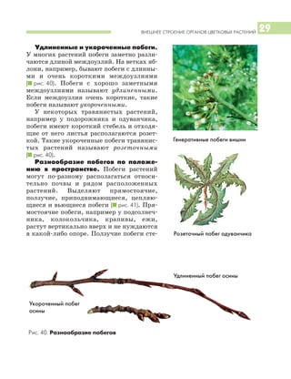 ВНЕШНЕЕ СТРОЕНИЕ ОРГАНОВ ЦВЕТКОВЫХ РАСТЕНИЙ 29
Удлиненные и укороченные побеги.
У многих растений побеги заметно разли
чаются длиной междоузлий. На ветках яб
лони, например, бывают побеги с длинны
ми и очень короткими междоузлиями
(I рис. 40). Побеги с хорошо заметными
междоузлиями называют удлиненными.
Если междоузлия очень короткие, такие
побеги называют укороченными.
У некоторых травянистых растений,
например у подорожника и одуванчика,
побеги имеют короткий стебель и отходя
щие от него листья располагаются розет
кой. Такие укороченные побеги травянис
тых растений называют розеточными
(I рис. 40).
Разнообразие побегов по положе
нию в пространстве. Побеги растений
могут по разному располагаться относи
тельно почвы и рядом расположенных
растений. Выделяют прямостоячие,
ползучие, приподнимающиеся, цепляю
щиеся и вьющиеся побеги (I рис. 41). Пря
мостоячие побеги, например у подсолнеч
ника, колокольчика, крапивы, ежи,
растут вертикально вверх и не нуждаются
в какой либо опоре. Ползучие побеги сте
Генеративные побеги вишни
Удлиненный побег осины
Укороченный побег
осины
Розеточный побег одуванчика
Рис. 40. Разнообразие побегов
 