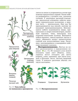 ВНЕШНЕЕ СТРОЕНИЕ ОРГАНОВ ЦВЕТКОВЫХ РАСТЕНИЙ
30
лются по земле и укореняются в почве при
помощи придаточных корней. Такие побе
ги развиваются у лугового чая, лапчатки
гусиной. У некоторых растений (гвозди
ки, звездчатки) основания побегов зани
мают горизонтальное положение, а верх
няя часть — вертикальное. Они как бы
приподнимаются над землей, поэтому их
называют приподнимающиеся. Цепляю
щиеся побеги поднимаются вверх, при
крепляясь к опоре усиками (горох, мыши
ный горошек, чина, виноград), или
корнями зацепками (плющ). Вьющиеся
побеги (вьюнок, хмель) выносят листья к
свету, обвиваясь вокруг прямостоячих
стеблей или искусственных опор. Расте
ния с цепляющимися и вьющимися побе
гами называют лианами.
Листорасположение. Листья на по
беге располагаются в определенном по
рядке (I рис. 42). От каждого узла может
отходить один лист (береза, липа,
герань); могут отходить два листа
(сирень, клен, крапива), три листа (эло
дея) и большее число листьев (вороний
глаз). У каждого растения обычно это
число постоянно.
Рис. 41. Типы побегов
по положению в пространстве Рис. 42. Листорасположение
Прямостоячие
(ежа сборная)
Очередное Супротивное Мутовчатое
Приподнимаю
щиеся (гвоздика
травянка)
Вьющиеся
(вьюнок
полевой)
Цепляющиеся
(горошек
мышиный)
Ползучие
(луговой чай)
 
