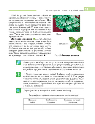 ВНЕШНЕЕ СТРОЕНИЕ ОРГАНОВ ЦВЕТКОВЫХ РАСТЕНИЙ 31
Если на узлах расположены листья по
одному, как бы по очереди, — такое листо
расположение называют очередным. При
супротивном листорасположении два
листа на одном узле находятся друг про
тив друга (супротив). У некоторых расте
ний листья образуют так называемые му
товки, распологаясь по 3 и более на одном
узле. Такое листорасположение называют
мутовчатым.
Листовая мозаика (I рис. 43). Листья,
находящиеся на соседних узлах могут быть
расположены под определенным углом,
что позволяет им не затенять друг друга.
Особенно это важно для растений, побеги
которых расположены в условиях затене
ния. Такое явление дополняется различия
ми в размерах листьев и их частей. I
Побег: узел, междоузлие, пазуха листа, верхушечная и боко
вые почки; побеги: удлиненный, укороченный, розеточный,
вегетативный, генеративный; лиана; листорасположение:
очередное, супротивное, мутовчатое; листовая мозаика.
1. Какое строение имеет побег? 2. Какие побеги называют
вегетативными, а какие — генеративными? 3. Чем укоро
ченные побеги отличаются от удлиненных? 4. Какое поло
жение в пространстве могут занимать побеги травянис
тых растений? Приведите примеры некоторых растений
с такими побегами.
Перечертите в тетрадь и заполните таблицу.
Разнообразие побегов по положению в пространстве
Название Особенности Названия растений
побега строения (примеры)
Рис. 43. Листовая мозаика
Клен
Бальзамин
 
