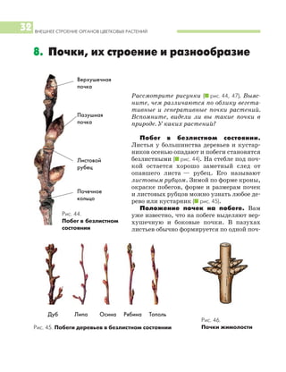 Рис. 45. Побеги деревьев в безлистном состоянии
Дуб Липа Осина Рябина Тополь
Рассмотрите рисунки (I рис. 44, 47). Выяс
ните, чем различаются по облику вегета
тивные и генеративные почки растений.
Вспомните, видели ли вы такие почки в
природе. У каких растений?
Побег в безлистном состоянии.
Листья у большинства деревьев и кустар
ников осенью опадают и побеги становятся
безлистными (I рис. 44). На стебле под поч
кой остается хорошо заметный след от
опавшего листа — рубец. Его называют
листовым рубцом. Зимой по форме кроны,
окраске побегов, форме и размерам почек
и листовых рубцов можно узнать любое де
рево или кустарник (I рис. 45).
Положение почек на побеге. Вам
уже известно, что на побеге выделяют вер
хушечную и боковые почки. В пазухах
листьев обычно формируется по одной поч
ВНЕШНЕЕ СТРОЕНИЕ ОРГАНОВ ЦВЕТКОВЫХ РАСТЕНИЙ
32
8. Почки, их строение и разнообразие
Рис. 46.
Почки жимолости
Рис. 44.
Побег в безлистном
состоянии
Верхушечная
почка
Пазушная
почка
Листовой
рубец
Почечное
кольцо
 