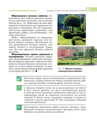 ВНЕШНЕЕ СТРОЕНИЕ ОРГАНОВ ЦВЕТКОВЫХ РАСТЕНИЙ 35
Образование системы побегов. Со
вокупность всех побегов растения называ
ют его побеговой системой, или системой
побегов (I рис. 50). Побеговые системы фор
мируются в результате двух процессов: на
растания и ветвления. За счет верхушеч
ной почки происходит удлинение, или
нарастание, побега, а за счет боковых — бо
ковое ветвление.
Побег, образующийся из зародыше
вой почки, называют главным, или по
бегом первого порядка. Из боковых по
чек развиваются боковые побеги, или
побеги второго и последующих поряд
ков. Все они образуют систему побегов
растения.
Формирование кроны деревьев и
кустарников. Человек научился управ
лять формированием побеговой системы.
Путем обрезки верхушек побегов он доби
вается усиления бокового ветвления и со
здает не только живые изгороди, но при
дает самую причудливую форму деревьям
и кустарникам (I рис. 51). I
Почечная чешуя, почки: вегетативная, генеративная, при
даточная, спящая; ветвление побега, система побегов, побе
ги: главный, боковой; листовой рубец, почечное кольцо.
1. Какими бывают почки по их расположению на побеге?
2. Что можно увидеть на срезе вегетативной почки?
3. Почему почку называют зачаточным побегом? 4. Чем ге
неративная почка по строению отличается от вегета
тивной? 5. Какие почки называют спящими и каково их
значение в жизни растений? 6. Что называют побеговой
системой растения?
Рассмотрите однолетние побеги тополя, черемухи, липы.
Опишите внешние отличительные признаки почек этих
деревьев и их расположение на побегах.
Рис. 51. Живые изгороди,
подстриженные деревья
 