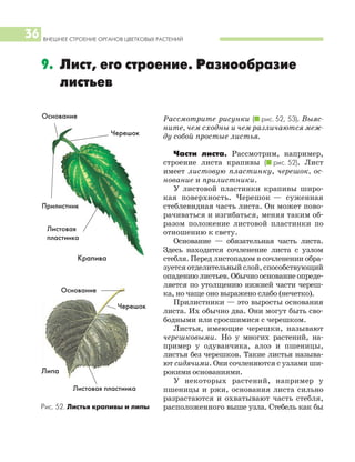 Рассмотрите рисунки (I рис. 52, 53). Выяс
ните, чем сходны и чем различаются меж
ду собой простые листья.
Части листа. Рассмотрим, например,
строение листа крапивы (I рис. 52). Лист
имеет листовую пластинку, черешок, ос
нование и прилистники.
У листовой пластинки крапивы широ
кая поверхность. Черешок — суженная
стеблевидная часть листа. Он может пово
рачиваться и изгибаться, меняя таким об
разом положение листовой пластинки по
отношению к свету.
Основание — обязательная часть листа.
Здесь находится сочленение листа с узлом
стебля. Перед листопадом в сочленении обра
зуется отделительный слой, способствующий
опадению листьев. Обычно основание опреде
ляется по утолщению нижней части череш
ка, но чаще оно выражено слабо (нечетко).
Прилистники — это выросты основания
листа. Их обычно два. Они могут быть сво
бодными или сросшимися с черешком.
Листья, имеющие черешки, называют
черешковыми. Но у многих растений, на
пример у одуванчика, алоэ и пшеницы,
листья без черешков. Такие листья называ
ют сидячими. Они сочленяются с узлами ши
рокими основаниями.
У некоторых растений, например у
пшеницы и ржи, основания листа сильно
разрастаются и охватывают часть стебля,
расположенного выше узла. Стебель как бы
ВНЕШНЕЕ СТРОЕНИЕ ОРГАНОВ ЦВЕТКОВЫХ РАСТЕНИЙ
36
9. Лист, его строение. Разнообразие
листьев
Крапива
Листовая
пластинка
Черешок
Основание
Прилистник
Листовая пластинка
Черешок
Основание
Рис. 52. Листья крапивы и липы
Липа
 