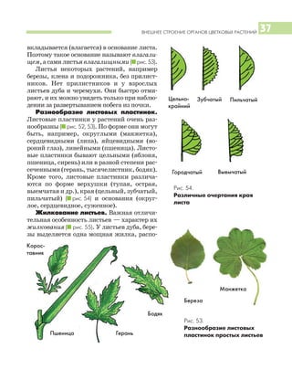 ВНЕШНЕЕ СТРОЕНИЕ ОРГАНОВ ЦВЕТКОВЫХ РАСТЕНИЙ 37
вкладывается (влагается) в основание листа.
Поэтому такое основание называют влагали
щем, а сами листья влагалищными (I рис. 53).
Листья некоторых растений, например
березы, клена и подорожника, без прилист
ников. Нет прилистников и у взрослых
листьев дуба и черемухи. Они быстро отми
рают, и их можно увидеть только при наблю
дении за развертыванием побега из почки.
Разнообразие листовых пластинок.
Листовые пластинки у растений очень раз
нообразны (I рис. 52, 53). По форме они могут
быть, например, округлыми (манжетка),
сердцевидными (липа), яйцевидными (во
роний глаз), линейными (пшеница). Листо
вые пластинки бывают цельными (яблоня,
пшеница, сирень) или в разной степени рас
сеченными (герань, тысячелистник, бодяк).
Кроме того, листовые пластинки различа
ются по форме верхушки (тупая, острая,
выемчатая и др.), края (цельный, зубчатый,
пильчатый) (I рис. 54) и основания (округ
лое, сердцевидное, суженное).
Жилкование листьев. Важная отличи
тельная особенность листьев — характер их
жилкования (I рис. 55). У листьев дуба, бере
зы выделяется одна мощная жилка, распо
Рис. 54.
Различные очертания края
листа
Цельно
крайний
Зубчатый Пильчатый
Городчатый
Корос
тавник
Пшеница Герань
Выемчатый
Рис. 53.
Разнообразие листовых
пластинок простых листьев
Береза
Манжетка
Бодяк
 