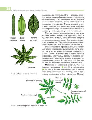 ВНЕШНЕЕ СТРОЕНИЕ ОРГАНОВ ЦВЕТКОВЫХ РАСТЕНИЙ
38
ложенная по середине. Это — главная жил
ка, вокруг которой ветвистые мелкие жилки
создают сетку. Она отчетливо видна осенью
на опавших листьях. Такое жилкование и
называют сетчатым. Если от главной жил
ки отходят жилки влево и вправо, напоми
ная строение пера, такое жилкование назы
вают перистым, или перисто сетчатым.
Листья клена платановидного, лютика
едкого имеют несколько крупных, почти
одинаковых жилок, расходящихся веером
от основания пластинки. Они также много
кратно ветвятся. Такое жилкование называ
ют пальчатым, или пальчато сетчатым.
Если несколько крупных жилок прохо
дят вдоль пластинки параллельно друг дру
гу, то и жилкование называют параллель
ным. Такое жилкование имеют листья
пшеницы, кукурузы, проса. У листьев по
дорожника, ландыша жилки крупные и,
помимо центральной, изогнуты подобно ду
ге. Их жилкование называют дуговидным.
Простые и сложные листья. Листья
бывают простыми (I рис. 53) и сложными
(I рис. 56). К простым относят листья, имею
щие одну листовую пластинку, как у кра
пивы, пшеницы, дуба, черемухи. МеждуРис. 55. Жилкование листьев
Парал
лельное
Дуго
видное
Тройчатый (клевер)
Пальчатый (люпин)
Парно
перистый
(чина)
Непарноперистый
(шиповник)
Перисто
сетчатое
Пальчатое
Рис. 56. Разнообразие сложных листьев
 