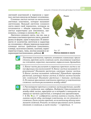 ВНЕШНЕЕ СТРОЕНИЕ ОРГАНОВ ЦВЕТКОВЫХ РАСТЕНИЙ 39
листовой пластинкой и черешком у прос
тых листьев никогда не бывает сочленения.
Сложные листья состоят из нескольких
листовых пластинок, которые называют
листочками. Каждый листочек сложного
листа имеет свой черешочек, которым он
сочленяется с общим черешком. Такие
листья характерны для земляники, ши
повника, клевера и люпина (I рис. 56).
Листочки сложного листа, так же, как и
листовыепластинкипростоголиста,разнооб
разны по форме, краю и верхушке. В зависи
мости от количества листочков и характера
их сочленения с общим черешком выделяют
сложные листья: тройчатые (земляника,
клевер), пальчатые (люпин, каштан), парно
перистые (горох, чина, желтая акация) и не
парноперистые (шиповник, рябина). I
Листовая пластинка, черешок, основание; влагалище; прили
стники, простой лист; сложный лист; жилкование пластин
ки: сетчатое, перистое, пальчатое, параллельное, дуговидное.
1. Какие части различают в строении простого листа и ка
кие функции они выполняют? 2. Какие листья называют че
решковыми? Назовите растения, имеющие такие листья.
3. Какие листья называют сидячими? Приведите примеры
растений, имеющих такие листья. 4. Какие листья называ
ют сложными? Назовите растения с такими листьями.
5. По каким признакам пластинки простых и пластиночки
сложных листьев различаются между собой?
1. Рассмотрите простые и сложные листья растений, находя
щихся в выданном вам гербарии. Выберите 3 различающихся
между собой листа, зарисуйте их в тетради и напишите на
звания их частей и растений, к которым они принадлежат.
* 2. На I рис. 57 изображены листья лимона и сныти. Лист
лимона имеет одну листовую пластинку, но его относят к
сложным. Лист сныти простой, но по внешнему облику напо
минает сложный. Решите, по каким признакам лист лимона
относят к сложным, а лист сныти — к простым. )
Рис. 57.
Листья лимона и сныти
Лимон
Сныть
 