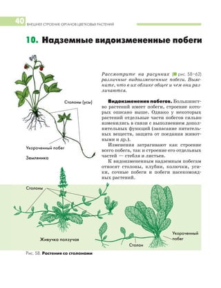 Рассмотрите на рисунках (I рис. 58–62)
различные видоизмененные побеги. Выяс
ните, что в их облике общее и чем они раз
личаются.
Видоизменения побегов. Большинст
во растений имеет побеги, строение кото
рых описано выше. Однако у некоторых
растений отдельные части побегов сильно
изменились в связи с выполнением допол
нительных функций (запасание питатель
ных веществ, защита от поедания живот
ными и др.).
Изменения затрагивают как строение
всего побега, так и строение его отдельных
частей — стебля и листьев.
К видоизмененным надземным побегам
относят столоны, клубни, колючки, уси
ки, сочные побеги и побеги насекомояд
ных растений.
ВНЕШНЕЕ СТРОЕНИЕ ОРГАНОВ ЦВЕТКОВЫХ РАСТЕНИЙ
40
10. Надземные видоизмененные побеги
Земляника
Столоны (усы)
Укороченный побег
Столоны
Столон
Укороченный
побегЖивучка ползучая
Рис. 58. Растения со столонами
 