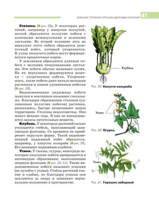 ВНЕШНЕЕ СТРОЕНИЕ ОРГАНОВ ЦВЕТКОВЫХ РАСТЕНИЙ 41
Столоны (I рис. 58). У некоторых рас
тений, например у живучки ползучей,
весной образуются ползучие побеги с
длинными междоузлиями и зелеными
листьями. Во второй половине лета на
верхушке этого побега образуется розе
точный побег, который укореняется.
В узлах ползучего побега могут формиро
ваться придаточные корни.
У земляники образуются длинные по
беги с мелкими чешуевидными листья
ми. Эти побеги обычно называют усами.
На их верхушках формируются розет
ки — укороченные побеги. Укоренив
шись, такие побеги дают начало молодым
растениям и новым удлиненным побегам
(I рис. 58).
Видоизмененные надземные побеги
живучки и земляники называют столона
ми. Благодаря образованию столонов (уд
линенных ползучих побегов) растения,
расползаясь, быстро захватывают новую
территорию. Столоны недолговечны. Они
живут меньше года. В них не накаплива
ются запасы питательных веществ.
Клубень. У некоторых растений сильно
утолщается стебель, выполняющий запа
сающую функцию. Со временем он приоб
ретает округлую форму. Такой видоизме
ненный надземный побег образуется,
например, у капусты кольраби (I рис. 59).
Его называют надземным клубнем.
Усики. У тыквы, огурца, винограда не
которые пазушные побеги превращается в
нитевидные образования, выполняющие
опорную функцию (I рис. 60, 61). Такие ви
доизмененные побеги называют усиками
(не путайте с усами). Стебли растений тон
кие и слабые, но благодаря усикам они
цепляются за опору и занимают верти
кальное положение в пространстве.
Рис. 59. Капуста кольраби
Рис. 61. Горошек заборный
Клубень
Усики
Рис. 60. Огурец
Усики
 