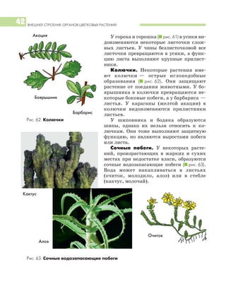 ВНЕШНЕЕ СТРОЕНИЕ ОРГАНОВ ЦВЕТКОВЫХ РАСТЕНИЙ
42
У гороха и горошка (I рис. 61) в усики ви
доизменяются некоторые листочки слож
ных листьев. У чины безлисточковой все
листочки превращаются в усики, а функ
цию листа выполняют крупные прилист
ники.
Колючки. Некоторые растения име
ют колючки — острые иглоподобные
образования (I рис. 62). Они защищают
растение от поедания животными. У бо
ярышника в колючки превращаются не
которые боковые побеги, а у барбариса —
листья. У караганы (желтой акации) в
колючки видоизменяются прилистники
листьев.
У шиповника и бодяка образуются
шипы, однако их нельзя относить к ко
лючкам. Они тоже выполняют защитную
функцию, но являются выростами побега
или листа.
Сочные побеги. У некоторых расте
ний, произрастающих в жарких и сухих
местах при недостатке влаги, образуются
сочные водозапасающие побеги (I рис. 63).
Вода может накапливаться в листьях
(очиток, молодило, алоэ) или в стебле
(кактус, молочай).
Рис. 62. Колючки
Алоэ
Очиток
Боярышник
Акация
Барбарис
Рис. 63. Сочные водозапасающие побеги
Кактус
 