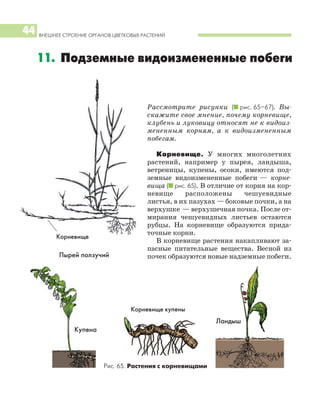 Рассмотрите рисунки (I рис. 65–67). Вы
скажите свое мнение, почему корневище,
клубень и луковицу относят не к видоиз
мененным корням, а к видоизмененным
побегам.
Корневище. У многих многолетних
растений, например у пырея, ландыша,
ветреницы, купены, осоки, имеются под
земные видоизмененные побеги — корне
вища (I рис. 65). В отличие от корня на кор
невище расположены чешуевидные
листья, в их пазухах — боковые почки, а на
верхушке — верхушечная почка. После от
мирания чешуевидных листьев остаются
рубцы. На корневище образуются прида
точные корни.
В корневище растения накапливают за
пасные питательные вещества. Весной из
почек образуются новые надземные побеги.
ВНЕШНЕЕ СТРОЕНИЕ ОРГАНОВ ЦВЕТКОВЫХ РАСТЕНИЙ
44
11. Подземные видоизмененные побеги
Пырей ползучий
Рис. 65. Растения с корневищами
Купена
Корневище купены
Ландыш
Корневище
 