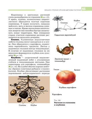 ВНЕШНЕЕ СТРОЕНИЕ ОРГАНОВ ЦВЕТКОВЫХ РАСТЕНИЙ 45
Корневища у цветковых растений
очень разнообразны по строению (I рис. 65).
У ириса, купены, колокольчика широко
листного образуются толстые короткие
корневища. У пырея ползучего, ландыша
майского, мать и мачехи корневища длин
ные и тонкие. Кроме накопления питатель
ных веществ они способны быстро захваты
вать новые территории. При отмирании
старых участков корневища растение рас
падается на несколько дочерних.
Столон. Удлиненные недолговечные
побеги столоны могут находиться и в поч
ве. Они образуются у картофеля, седмич
ника европейского, пролески. Листья у
подземных столонов всегда чешуевидные.
В отличие от надземных столонов на их
верхушке формируется клубень или луко
вица (I рис. 66).
Клубень — укороченный видоизме
ненный подземный побег с утолщенным
стеблем и чешуевидными листьями. Они
характерны для картофеля, топинамбура
(I рис. 66). На клубне обычно хорошо замет
ны «бровки» (листовые рубцы) и «глазки»
(почки). Клубни обеспечивают растениям
переживание неблагоприятного периода
Седмичник европейский
Земляная груша —
топинамбур
Картофель
Клубень картофеля
Столоны
Клубни
Глазок Бровка
Столоны Клубни
Рис. 66.
Растения со столонами
и клубнями
 