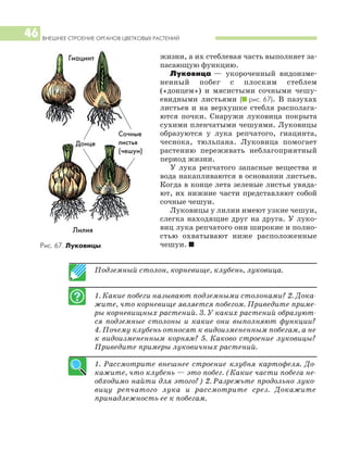 ВНЕШНЕЕ СТРОЕНИЕ ОРГАНОВ ЦВЕТКОВЫХ РАСТЕНИЙ
46
жизни, а их стеблевая часть выполняет за
пасающую функцию.
Луковица — укороченный видоизме
ненный побег с плоским стеблем
(«донцем») и мясистыми сочными чешу
евидными листьями (I рис. 67). В пазухах
листьев и на верхушке стебля располага
ются почки. Снаружи луковица покрыта
сухими пленчатыми чешуями. Луковицы
образуются у лука репчатого, гиацинта,
чеснока, тюльпана. Луковица помогает
растению переживать неблагоприятный
период жизни.
У лука репчатого запасные вещества и
вода накапливаются в основании листьев.
Когда в конце лета зеленые листья увяда
ют, их нижние части представляют собой
сочные чешуи.
Луковицы у лилии имеют узкие чешуи,
слегка находящие друг на друга. У луко
виц лука репчатого они широкие и полно
стью охватывают ниже расположенные
чешуи. I
Подземный столон, корневище, клубень, луковица.
1. Какие побеги называют подземными столонами? 2. Дока
жите, что корневище является побегом. Приведите приме
ры корневищных растений. 3. У каких растений образуют
ся подземные столоны и какие они выполняют функции?
4. Почему клубень относят к видоизмененным побегам, а не
к видоизмененным корням? 5. Каково строение луковицы?
Приведите примеры луковичных растений.
1. Рассмотрите внешнее строение клубня картофеля. До
кажите, что клубень — это побег. (Какие части побега не
обходимо найти для этого?) 2. Разрежьте продольно луко
вицу репчатого лука и рассмотрите срез. Докажите
принадлежность ее к побегам.
Рис. 67. Луковицы
Гиацинт
Лилия
Донце
Сочные
листья
(чешуи)
 
