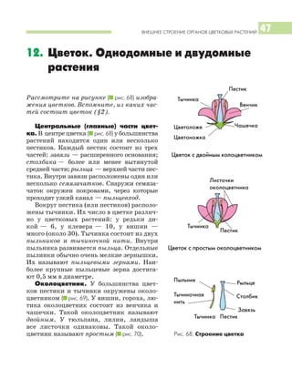 ВНЕШНЕЕ СТРОЕНИЕ ОРГАНОВ ЦВЕТКОВЫХ РАСТЕНИЙ 47
12. Цветок. Однодомные и двудомные
растения
Рассмотрите на рисунке (I рис. 68) изобра
жения цветков. Вспомните, из каких час
тей состоит цветок (§2).
Центральные (главные) части цвет
ка. В центре цветка (I рис. 68) у большинства
растений находится один или несколько
пестиков. Каждый пестик состоит из трех
частей: завязи — расширенного основания;
столбика — более или менее вытянутой
средней части; рыльца — верхней части пес
тика. Внутри завязи расположены один или
несколько семязачатков. Снаружи семяза
чаток окружен покровами, через которые
проходит узкий канал — пыльцевход.
Вокруг пестика (или пестиков) располо
жены тычинки. Их число в цветке различ
но у цветковых растений: у редьки ди
кой — 6, у клевера — 10, у вишни —
много (около 30). Тычинка состоит из двух
пыльников и тычиночной нити. Внутри
пыльника развивается пыльца. Отдельные
пылинки обычно очень мелкие зернышки.
Их называют пыльцевыми зернами. Наи
более крупные пыльцевые зерна достига
ют 0,5 мм в диаметре.
Околоцветник. У большинства цвет
ков пестики и тычинки окружены около
цветником (I рис. 69). У вишни, гороха, лю
тика околоцветник состоит из венчика и
чашечки. Такой околоцветник называют
двойным. У тюльпана, лилии, ландыша
все листочки одинаковы. Такой около
цветник называют простым (I рис. 70). Рис. 68. Строение цветка
Цветок с простым околоцветником
Цветок с двойным колоцветником
Цветоножка
Цветоложе Чашечка
Венчик
Тычинка
Пестик
Столбик
Завязь
Рыльце
Тычиночная
нить
Пыльник
Листочки
околоцветника
Тычинка
Пестик
Тычинка Пестик
 
