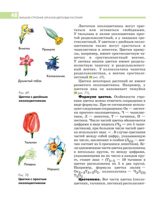 ВНЕШНЕЕ СТРОЕНИЕ ОРГАНОВ ЦВЕТКОВЫХ РАСТЕНИЙ
48
Листочки околоцветника могут срас
таться или оставаться свободными.
У тюльпана и лилии околоцветник прос
той раздельнолистный, а у ландыша сро
стнолистный. У цветков с двойным около
цветником также могут срастаться и
чашелистики и лепестки. Цветки приму
лы, например, имеют сростнолистную ча
шечку и сростнолепестный венчик.
У лютика вишни цветки имеют раздель
нолистную чашечку и раздельнолепест
ный венчик. У колокольчика чашечка
раздельнолистная, а венчик сростноле
пестный (I рис. 69).
Цветки некоторых растений не имеют
развитого околоцветника. Например, у
цветков ивы он напоминает чешуйки
(I рис. 71).
Формула цветка. Особенности стро
ения цветка можно отметить сокращенно в
виде формулы. При ее составлении исполь
зуют следующие сокращения: Ок — листоч
ки простого околоцветника, Ч — чашелис
тики, Л — лепестки, Т — тычинки, П —
пестики. Число частей цветка обозначается
цифрами в виде индекса (Ч5 — это 5 чаше
листиков), при большом числе частей цвет
ка используют знак ∞ . В случае срастания
частей между собой цифру, указывающую
их число, заключают в скобки (Л(5) — вен
чик состоит из 5 сросшихся лепестков). Ес
ли одноименные части цветка расположены
в несколько кругов, то между цифрами,
указывающими на их число в каждом кру
ге, ставят знак + (Т5+5 — 10 тычинок в
цветке расположены по 5 в два круга).
Например, формула цветка лилии —
Ок3+3Т3+3П1, колокольчика — Ч5Л(5)
Т5П1 .
Цветоложе. Все части цветка (около
цветник, тычинки, пестики) располагают
Рис. 69.
Цветки с двойным
околоцветником
Рис. 70.
Цветки с простым
околоцветником
ПримулаЯснотка
Колокольчик
Тюльпан
Нарцисс
Ландыш
Душистый табак
 