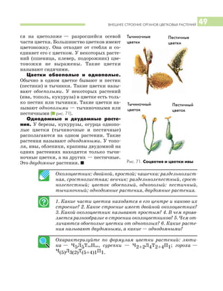 ВНЕШНЕЕ СТРОЕНИЕ ОРГАНОВ ЦВЕТКОВЫХ РАСТЕНИЙ 49
ся на цветоложе — разросшейся осевой
части цветка. Большинство цветков имеют
цветоножку. Она отходит от стебля и со
единяет его с цветком. У некоторых расте
ний (пшеница, клевер, подорожник) цве
тоножки не выражены. Такие цветки
называют сидячими.
Цветки обоеполые и однополые.
Обычно в одном цветке бывают и пестик
(пестики) и тычинки. Такие цветки назы
вают обоеполыми. У некоторых растений
(ива, тополь, кукуруза) в цветке есть толь
ко пестик или тычинки. Такие цветки на
зывают однополыми — тычиночными или
пестичными (I рис. 71).
Однодомные и двудомные расте
ния. У березы, кукурузы, огурца однопо
лые цветки (тычиночные и пестичные)
располагаются на одном растении. Такие
растения называют однодомными. У топо
ля, ивы, облепихи, крапивы двудомной на
одних растениях находятся только тычи
ночные цветки, а на других — пестичные.
Это двудомные растения. I
Околоцветник: двойной, простой; чашечка: раздельнолист
ная, сростнолистная; венчик: раздельнолепестный, срост
нолепестный; цветок обоеполый, однополый: пестичный,
тычиночный; однодомные растения, двудомные растения.
1. Какие части цветка находятся в его центре и каково их
строение? 2. Какое строение имеет двойной околоцветник?
3. Какой околоцветник называют простым? 4. В чем прояв
ляется разнообразие в строении околоцветников? 5. Чем от
личаются обоеполые цветки от однополых? 6. Какие расте
ния называют двудомными, а какие — однодомными?
Охарактеризуйте по формулам цветки растений: люти
ка — Ч5Л5Т∞П∞, сурепки — Ч2+2Л4Т2+4П1; гороха —
Ч(5)Л3(2)Т(5+4)1П1.
Тычиночные
цветки
Тычиночный
цветок
Пестичный
цветок
Рис. 71. Соцветия и цветки ивы
Пестичные
цветки
 
