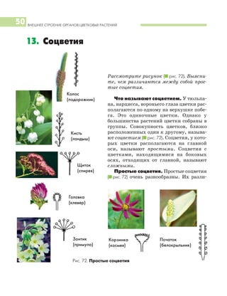 ВНЕШНЕЕ СТРОЕНИЕ ОРГАНОВ ЦВЕТКОВЫХ РАСТЕНИЙ
50
Рассмотрите рисунок (I рис. 72). Выясни
те, чем различаются между собой прос
тые соцветия.
Что называют соцветием. У тюльпа
на, нарцисса, вороньего глаза цветки рас
полагаются по одному на верхушке побе
га. Это одиночные цветки. Однако у
большинства растений цветки собраны в
группы. Совокупность цветков, близко
расположенных один к другому, называ
ют соцветием (I рис. 72). Соцветия, у кото
рых цветки располагаются на главной
оси, называют простыми. Соцветия с
цветками, находящимися на боковых
осях, отходящих от главной, называют
сложными.
Простые соцветия. Простые соцветия
(I рис. 72) очень разнообразны. Их разли
13. Соцветия
Кисть
(ландыш)
Головка
(клевер)
Зонтик
(примула)
Початок
(белокрыльник)
Колос
(подорожник)
Щиток
(спирея)
Корзинка
(космея)
Рис. 72. Простые соцветия
 