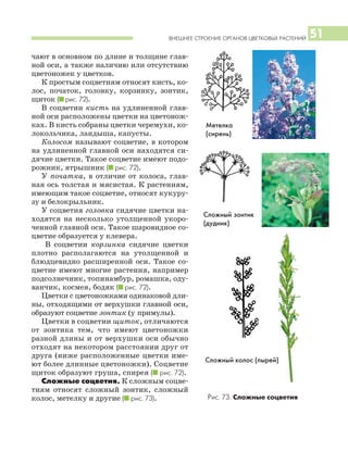 ВНЕШНЕЕ СТРОЕНИЕ ОРГАНОВ ЦВЕТКОВЫХ РАСТЕНИЙ 51
чают в основном по длине и толщине глав
ной оси, а также наличию или отсутствию
цветоножек у цветков.
К простым соцветиям относят кисть, ко
лос, початок, головку, корзинку, зонтик,
щиток (I рис. 72).
В соцветии кисть на удлиненной глав
ной оси расположены цветки на цветонож
ках. В кисть собраны цветки черемухи, ко
локольчика, ландыша, капусты.
Колосом называют соцветие, в котором
на удлиненной главной оси находятся си
дячие цветки. Такое соцветие имеют подо
рожник, ятрышник (I рис. 72).
У початка, в отличие от колоса, глав
ная ось толстая и мясистая. К растениям,
имеющим такое соцветие, относят кукуру
зу и белокрыльник.
У соцветия головка сидячие цветки на
ходятся на несколько утолщенной укоро
ченной главной оси. Такое шаровидное со
цветие образуется у клевера.
В соцветии корзинка сидячие цветки
плотно располагаются на утолщенной и
блюдцевидно расширенной оси. Такое со
цветие имеют многие растения, например
подсолнечник, топинамбур, ромашка, оду
ванчик, космея, бодяк (I рис. 72).
Цветки с цветоножками одинаковой дли
ны, отходящими от верхушки главной оси,
образуют соцветие зонтик (у примулы).
Цветки в соцветии щиток, отличаются
от зонтика тем, что имеют цветоножки
разной длины и от верхушки оси обычно
отходят на некотором расстоянии друг от
друга (ниже расположенные цветки име
ют более длинные цветоножки). Соцветие
щиток образуют груша, спирея (I рис. 72).
Сложные соцветия. К сложным соцве
тиям относят сложный зонтик, сложный
колос, метелку и другие (I рис. 73).
Метелка
(сирень)
Сложный зонтик
(дудник)
Сложный колос (пырей)
Рис. 73. Сложные соцветия
 