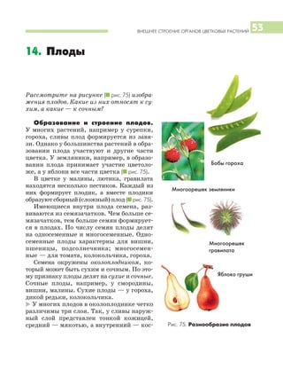 ВНЕШНЕЕ СТРОЕНИЕ ОРГАНОВ ЦВЕТКОВЫХ РАСТЕНИЙ 53
Рассмотрите на рисунке (I рис. 75) изобра
жения плодов. Какие из них относят к су
хим, а какие — к сочным?
Образование и строение плодов.
У многих растений, например у сурепки,
гороха, сливы плод формируется из завя
зи. Однако у большинства растений в обра
зовании плода участвуют и другие части
цветка. У земляники, например, в образо
вании плода принимает участие цветоло
же, а у яблони все части цветка (I рис. 75).
В цветке у малины, лютика, гравилата
находятся несколько пестиков. Каждый из
них формирует плодик, а вместе плодики
образуют сборный (сложный) плод (I рис. 75).
Имеющиеся внутри плода семена, раз
виваются из семязачатков. Чем больше се
мязачатков, тем больше семян формирует
ся в плодах. По числу семян плоды делят
на односеменные и многосеменные. Одно
семенные плоды характерны для вишни,
пшеницы, подсолнечника; многосемен
ные — для томата, колокольчика, гороха.
Семена окружены околоплодником, ко
торый может быть сухим и сочным. По это
му признаку плоды делят на сухие и сочные.
Сочные плоды, например, у смородины,
вишни, малины. Сухие плоды — у гороха,
дикой редьки, колокольчика.
* У многих плодов в околоплоднике четко
различимы три слоя. Так, у сливы наруж
ный слой представлен тонкой кожицей,
средний — мякотью, а внутренний — кос
14. Плоды
Бобы гороха
Многоорешек земляники
Многоорешек
гравилата
Яблоко груши
Рис. 75. Разнообразие плодов
 