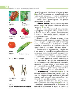 ВНЕШНЕЕ СТРОЕНИЕ ОРГАНОВ ЦВЕТКОВЫХ РАСТЕНИЙ
54
точкой, внутри которого находится семя
(I рис. 9). У апельсина наружный слой жел
того цвета, средний — белый, а внутрен
ний — сочный, окруженный пленкой. )
Плоды очень разнообразны по форме,
величине и окраске.
Сочные плоды. Из сочных плодов наи
более известны ягода, костянка, яблоко,
тыквина (I рис. 76).
Ягода — многосеменный плод томата,
картофеля, винограда, смородины. Семена
у такого плода находятся в мякоти около
плодника, наружная часть которого —
плотная кожица.
Яблоко — плод яблони, груши, айвы.
Он тоже сочный и многосеменный. В отли
чие от ягоды, внутренний слой околоплод
ника, развивающийся у яблока из стенки
завязи, — кожистый. Мякоть яблока обра
зуется из всех остальных частей цветка.
Плод тыквина развивается у тыквы, ар
буза, дыни, огурца. Наружный слой около
плодника тыквины твердый, а внутренние
слои, в которых находятся семена, мягкие.
Костянка — сочный односеменный
плод сливы, абрикоса, вишни. Околоплод
ник костянки представлен деревянистым
внутренним слоем, образующим косточку,
средним сочным слоем и наружным сло
ем — тонкой кожицей. У малины и ежеви
ки образуется сборный плод, состоящий из
мелких костянок, — многокостянка.
Сухие плоды. Сухие плоды (I рис. 77, 78)
бывают многосеменными и односеменны
ми. Их околоплодник либо твердый (дуб,
горох), либо тонкий, срастающийся с се
менной кожурой (пшеница, рожь).
К сухим многосеменным плодам отно
сят коробочку, боб и стручок (I рис. 75, 77).
Коробочки различаются в основном по
способу вскрывания. У ириса и тюльпана
Ягоды
смородины
Ягода
томата
Яблоки
рябины
Тыквина огурца
Костянка
сливы
Многокостянки
малины
Коробочка
мака
Стручок
капусты
Рис. 76. Сочные плоды
Рис. 77.
Сухие многосеменные плоды
 