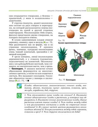 ВНЕШНЕЕ СТРОЕНИЕ ОРГАНОВ ЦВЕТКОВЫХ РАСТЕНИЙ 55
Плоды: односеменные, многосеменные; сочные: ягода, кос
тянка, яблоко, тыквина; сухие: зерновка, семянка, орех,
желудь, коробочка, боб, стручок.
1. Чем отличаются сухие плоды от сочных? 2. Назовите
сочные односеменные плоды и растения, у которых они об
разуются. 3. Назовите сочные многосеменные плоды. Какие
растения имеют такие плоды? 4. Чем сходны между собой
и чем различаются костянка и ягода по строению около
плодника? 5. Из каких частей цветка развивается около
плодник яблока? 6. Чем различаются между собой зерновка,
семянка и орех? 7. Чем стручок отличается от боба?
они открывается створками, у белены —
крышечкой, у мака и колокольчика —
дырочками.
У стручка (капуста, редис) околоплод
ник состоит из двух створок и перегород
ки, на которой располагаются семена (по
очередно на одной и другой сторонах
перегородки). Околоплодник боба (горох,
фасоль) представлен двумя створками, на
которых находятся семена.
К сухим односеменным плодам относят
зерновку, семянку, орех и желудь (I рис. 78).
Они различаются как по форме, так и по
строению околоплодника. У зерновки
(рожь, пшеница, кукуруза) околоплодник
очень тонкий пленчатый, сросшийся с се
менной кожурой.
У ореха (лещина, липа) околоплодник
деревянистый, а у семянки (одуванчик,
подсолнечник) он кожистый. Околоплод
ник у желудя (дуб) более жесткий, чем у се
мянки, но значительно мягче, чем у ореха.
* Соплодия. У ананаса мясистое сочное
образование формируется из многочис
ленных цветков, а также из оси соцветия и
листьев. Его называют соплодием. Сопло
дие образуется также у инжира и шелко
вицы (I рис. 79). ) I
Зерновка
пшеницы
Семянка
подсолнечника
Желудь
дуба
Орех
лещины
Ананас Шелковица
Рис. 78.
Сухие односеменные плоды
Рис. 79. Соплодия
 
