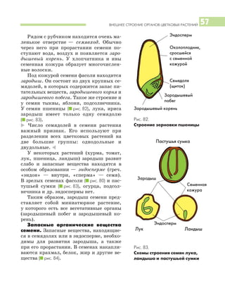 ВНЕШНЕЕ СТРОЕНИЕ ОРГАНОВ ЦВЕТКОВЫХ РАСТЕНИЙ 57
Рядом с рубчиком находится очень ма
ленькое отверстие — семявход. Обычно
через него при прорастании семени по
ступают вода, воздух и появляется заро
дышевый корень. У хлопчатника и ивы
семенная кожура образует многочислен
ные волоски.
Под кожурой семени фасоли находится
зародыш. Он состоит из двух крупных се
мядолей, в которых содержится запас пи
тательных веществ, зародышевого корня и
зародышевого побега. Такое же строение и
у семян тыквы, яблони, подсолнечника.
У семян пшеницы (I рис. 82), лука, ириса
зародыш имеет только одну семядолю
(I рис. 83).
* Число семядолей в семени растения
важный признак. Его используют при
разделении всех цветковых растений на
две большие группы: однодольные и
двудольные. )
У некоторых растений (хурма, томат,
лук, пшеница, ландыш) зародыш развит
слабо и запасные вещества находятся в
особом образовании — эндосперме (греч.
«эндон» — внутри, «сперма» — семя).
В зрелых семенах фасоли (I рис. 80) и пас
тушьей сумки (I рис. 83), огурца, подсол
нечника и др. эндоспермы нет.
Таким образом, зародыш семени пред
ставляет собой миниатюрное растение,
у которого есть все вегетативные органы
(зародышевый побег и зародышевый ко
рень).
Запасные органические вещества
семени. Запасные вещества, находящие
ся в семядолях или в эндосперме, необхо
димы для развития зародыша, а также
при его прорастании. В семенах накапли
ваются крахмал, белок, жир и другие ве
щества (I рис. 84).
Эндосперм
Околоплодник,
сросшейся
с семенной
кожурой
Семядоля
(щиток)
Зародышевый
побег
Зародышевый корень
Рис. 83.
Схемы строения семян лука,
ландыша и пастушьей сумки
Рис. 82.
Строение зерновки пшеницы
Пастушья сумка
Семенная
кожура
Зародыш
Эндосперм
ЛандышЛук
 