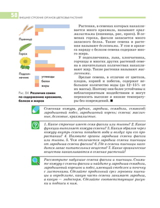 ВНЕШНЕЕ СТРОЕНИЕ ОРГАНОВ ЦВЕТКОВЫХ РАСТЕНИЙ
58
Семенная кожура, рубчик, зародыш, семядоли, семявход;
зародышевый побег, зародышевый корень; семена: маслич
ные, белковые, крахмалистые.
1. Какое строение имеет семя фасоли или тыквы? 2. Какие
функции выполняет кожура семени? 3. Каким образом через
кожуру внутрь семени попадает вода и воздух при его про
растании? 4. Назовите органы зародыша семени фасоли
или тыквы. 5. Чем отличается зародыш семени пшеницы
от зародыша семени фасоли? 6. Где в семени пшеницы нахо
дится запас питательных веществ? 7. Какие органические
вещества накапливаются в семенах растений?
Рассмотрите набухшие семена фасоли и пшеницы. Сними
те кожуру с семени фасоли и найдите у зародыша семядоли,
зародышевый корешок и побег, имеющий стебелек и почечку
с листочками. Сделайте продольный срез зерновки пшени
цы и определите, какую часть семени занимает зародыш,
а какую — эндосперм. Сделайте соответствующие рисун
ки и подписи к ним.
Растения, в семенах которых накапли
вается много крахмала, называют крах
малистыми (пшеница, рис, просо). В се
менах гороха, фасоли запасается много
запасного белка. Такие семена и расте
ния называют белковыми. У сои и арахи
са наряду с белком семена содержат мно
го жира.
У подсолнечника, льна, хлопчатника,
горчицы и многих других растений семе
на в значительных количествах накапли
вают жир. Такие растения называют мас
личными.
Зрелые семена, в отличие от цветков,
плодов, корней и побегов, содержат не
большое количество воды (до 12–15% от
их массы). Поэтому они более устойчивы к
неблагоприятным воздействиям и могут
переносить высокие и низкие температу
ры без повреждений. I
Рис. 84. Различия семян
по содержанию крахмала,
белков и жиров
углеводы
белки
жиры
Пшеница
Горох
Подсол
нечник
 