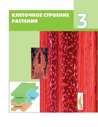 КЛЕТОЧНОЕ СТРОЕНИЕ РАСТЕНИЯ 59
КЛЕТОЧНОЕ СТРОЕНИЕ
РАСТЕНИЯ
3
ГРИБЫРАСТЕНИЯ
БАКТЕРИИ
 