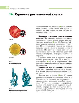 КЛЕТОЧНОЕ СТРОЕНИЕ РАСТЕНИЯ
60
Рассмотрите на рисунке (I рис. 87) стро
ение клетки листа элодеи. Чем она отли
чается от уже известной вам клетки че
шуи кожицы лука?
Внешнее строение растительных
клеток. На разломе плодов апельсина,
мандарина, томата видны крошечные вы
тянутые пузырьки (I рис. 85). Это мельчай
шие частицы каждого организма — клет
ки. Невооруженным глазом их можно
увидеть также в мякоти плодов арбуза и
лимона. Из клеток состоят все органы
цветковых растений. Клетки растений
очень разнообразны по форме, величине и
окраске.
Строение даже самых крупных клеток
можно рассмотреть только с помощью
микроскопа (I рис. 86), с устройством кото
рого вы познакомились при изучении при
родоведения.
Основные части клетки. Познако
мимся со строением клетки листа элодеи.
Это водное растение часто содержат в аква
риумах.
Клетка листа элодеи (I рис. 87) имеет
снаружи прозрачную и прочную оболочку.
Она состоит в основном из клетчатки —
органического вещества, подобного крах
малу. Оболочка защищает содержимое
клетки от механических и других воздей
ствий. Внутри клетки находятся цито
плазма, ядро, зеленые пластиды и обычно
одна крупная вакуоль.
16. Строение растительной клетки
Рис. 85.
Клетки плодов
Рис. 86.
Строение микроскопа
Лимон
Томат
 