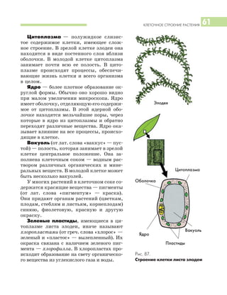 КЛЕТОЧНОЕ СТРОЕНИЕ РАСТЕНИЯ 61
Цитоплазма — полужидкое слизис
тое содержимое клетки, имеющее слож
ное строение. В зрелой клетке элодеи она
находится в виде постенного слоя вблизи
оболочки. В молодой клетке цитоплазма
занимает почти всю ее полость. В цито
плазме происходят процессы, обеспечи
вающие жизнь клетки и всего организма
в целом.
Ядро — более плотное образование ок
руглой формы. Обычно оно хорошо видно
при малом увеличении микроскопа. Ядро
имеет оболочку, отделяющую его содержи
мое от цитоплазмы. В этой ядерной обо
лочке находятся мельчайшие поры, через
которые в ядро из цитоплазмы и обратно
переходят различные вещества. Ядро ока
зывает влияние на все процессы, происхо
дящие в клетке.
Вакуоль (от лат. слова «ваккус» — пус
той) — полость, которая занимает в зрелой
клетке центральное положение. Она за
полнена клеточным соком — водным рас
твором различных органических и мине
ральных веществ. В молодой клетке может
быть несколько вакуолей.
У многих растений в клеточном соке со
держатся красящие вещества — пигменты
(от лат. слова «пигментум» — краска).
Они придают органам растений (цветкам,
плодам, стеблям и листьям, корнеплодам)
синюю, фиолетовую, красную и другую
окраску.
Зеленые пластиды, имеющиеся в ци
топлазме листа элодеи, иначе называют
хлоропластами (от греч. слова «хлорос» —
зеленый и «пластос» — вылепленный). Их
окраска связана с наличием зеленого пиг
мента — хлорофилла. В хлоропластах про
исходит образование на свету органическо
го вещества из углекислого газа и воды.
Рис. 87.
Строение клетки листа элодеи
Ядро
Оболочка
Цитоплазма
Пластиды
Вакуоль
Элодея
 