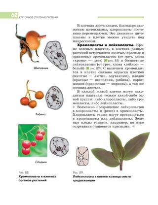 КЛЕТОЧНОЕ СТРОЕНИЕ РАСТЕНИЯ
62
В клетках листа элодеи, благодаря дви
жению цитоплазмы, хлоропласты посто
янно перемещаются. Это движение цито
плазмы в клетке можно увидеть под
микроскопом.
Хромопласты и лейкопласты. Кро
ме зеленых пластид, в клетках разных
растений встречаются желтые, красные и
оранжевые хромопласты (от греч. слова
«хрома» — цвет) (I рис. 88) и бесцветные
лейкопласты (от греч. слова «лейкос» —
белый) (I рис. 89). С наличием хромоплас
тов в клетке связана окраска цветков
(желтые — лютик, одуванчик), плодов
(красные — шиповник, рябина), корне
плодов (оранжевая — морковь), а так же
осенних листьев.
В каждой живой клетке могут нахо
диться пластиды только какой либо од
ной группы: либо хлоропласты, либо хро
мопласты, либо лейкопласты.
* Возможно превращение лейкопластов
в хлоропласты и (реже) в хромопласты.
Хлоропласты также могут превращаться
в хромопласты или лейкопласты. Зеле
ные плоды томатов, например, по мере
созревания становятся красными. )
Рис. 88.
Хромопласты в клетках
органов растений
Рис. 89.
Лейкопласты в клетке кожицы листа
традесканции
Шиповник
Рябина
Ландыш
 