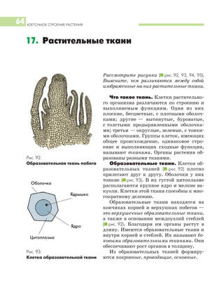 КЛЕТОЧНОЕ СТРОЕНИЕ РАСТЕНИЯ
64
Рассмотрите рисунки (I рис. 92, 93, 94, 95).
Выясните, чем различаются между собой
изображенные на них растительные ткани.
Что такое ткань. Клетки растительно
го организма различаются по строению и
выполняемым функциям. Одни из них
плоские, бесцветные, с плотными оболоч
ками; другие — вытянутые, буроватые,
с толстыми продырявленными оболочка
ми; третьи — округлые, зеленые, с тонки
ми оболочками. Группы клеток, имеющих
общее происхождение, одинаковое стро
ение и выполняющих сходные функции,
называют тканями. Органы растения об
разованы разными тканями.
Образовательные ткани. Клетки об
разовательных тканей (I рис. 92) плотно
прилегают друг к другу. Оболочки у них
тонкие (I рис. 93). В их густой цитоплазме
располагаются крупное ядро и мелкие ва
куоли. Клетки этой ткани способны к мно
гократному делению.
Образовательные ткани находятся на
кончиках корней и верхушках побегов —
это верхушечные образовательные ткани,
а также в основании междоузлий стеблей
(I рис. 92). Благодаря им органы растут в
длину. Имеются образовательные ткани и
внутри корней и стеблей. Их называют бо
ковыми образовательными тканями. Они
обеспечивают рост органов в толщину.
Из образовательных тканей формиру
ются покровные, проводящие, основные.
17. Растительные ткани
Рис. 92.
Образовательная ткань побега
Рис. 93.
Клетка образовательной ткани
Ядро
Ядрышко
Оболочка
Цитоплазма
 