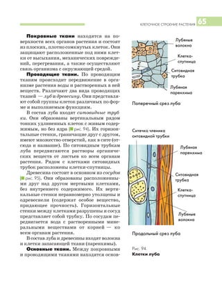 КЛЕТОЧНОЕ СТРОЕНИЕ РАСТЕНИЯ 65
Покровные ткани находятся на по
верхности всех органов растения и состоят
из плоских, плотно сомкнутых клеток. Они
защищают расположенные под ними клет
ки от высыхания, механических поврежде
ний, перегревания, а также осуществляют
связь организма с окружающей средой.
Проводящие ткани. По проводящим
тканям происходит передвижение в орга
низме растения воды и растворенных в ней
веществ. Различают два вида проводящих
тканей — луб и древесину. Они представля
ют собой группы клеток различных по фор
ме и выполняемым функциям.
В состав луба входят ситовидные труб
ки. Они образованы вертикальным рядом
тонких удлиненных клеток с живым содер
жимым, но без ядра (I рис. 94). Их горизон
тальные стенки, граничащие друг с другом,
имеют множество отверстий, как в сите (от
сюда и название). По ситовидным трубкам
луба передвигаются растворы органиче
ских веществ от листьев ко всем органам
растения. Рядом с клетками ситовидных
трубок расположены клетки спутницы.
Древесина состоит в основном из сосудов
(I рис. 95). Они образованы расположенны
ми друг над другом мертвыми клетками,
без внутреннего содержимого. Их верти
кальные стенки неравномерно утолщены и
одревеснели (содержат особое вещество,
придающее прочность). Горизонтальные
стенки между клетками разрушены и сосуд
представляет собой трубку. По сосудам пе
редвигается вода с растворенными мине
ральными веществами от корней — ко
всем органам растения.
В состав луба и древесины входят волокна
и клетки запасающей ткани (паренхимы).
Основные ткани. Между покровными
и проводящими тканями находятся основ
Рис. 94.
Клетки луба
Поперечный срез луба
Продольный срез луба
Ситовидная
трубка
Ситовидная
трубка
Ситечко членика
ситовидной трубки
Клетка
спутница
Клетка
спутница
Лубяная
паренхима
Лубяная
паренхима
Лубяные
волокна
Лубяные
волокна
 