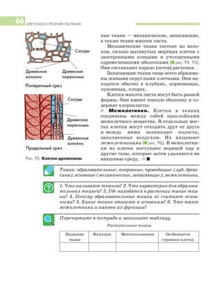 Ткани: образовательные, покровные, проводящие (луб, древе
сина), основные (механические, запасающие); межклетники.
1. Что называют тканью? 2. Что характерно для образова
тельных тканей? 3. Где находятся в растении такие тка
ни? 4. Почему образовательные ткани не считают основ
ными? 5. Какие ткани относят к основным? 6. Что такое
межклетники и каковы их функции?
Перечертите в тетрадь и заполните таблицу.
Растительные ткани
Название Функция Местоположение Особенности
ткани строения клеток
КЛЕТОЧНОЕ СТРОЕНИЕ РАСТЕНИЯ
66
ные ткани — механические, запасающие,
а также ткани мякоти листа.
Механические ткани состоят из воло
кон, сильно вытянутых мертвых клеток с
заостренными концами и утолщенными
одревесневшими оболочками (I рис. 94, 95).
Они составляют каркас (остов) растения.
Запасающие ткани чаще всего образова
ны живыми округлыми клетками. Они на
ходятся обычно в клубнях, корневищах,
луковицах, плодах.
Клетки мякоти листа могут быть разной
формы. Они имеют тонкую оболочку и со
держат хлоропласты.
* Межклетники. Клетки в тканях
соединены между собой прослойками
межклетного вещества. В отдельных мес
тах клетки могут отходить друг от друга
и между ними возникают полости,
заполненные воздухом. Их называют
межклетниками (I рис. 96). В межклетни
ки из клеток поступают водяной пар и
другие газы, которые затем удаляются во
внешнюю среду. ) IРис. 95. Клетки древесины
Поперечный срез
Продольный срез
Сосуды
Древесное
волокно
Древесная
паренхима
Сосуды
Древесное
волокно
Древесная
паренхима
 