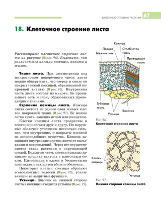 КЛЕТОЧНОЕ СТРОЕНИЕ РАСТЕНИЯ 67
Рассмотрите клеточное строение лис
та на рисунке (I рис. 96). Выясните, чем
различаются клетки кожицы, мякоти и
жилок.
Ткани листа. При рассмотрении под
микроскопом поперечного среза листа
можно обнаружить, что сверху и снизу он
покрыт тонкой кожицей, образованной по
кровной тканью (I рис. 96). Внутренняя
часть листа состоит из мякоти. Ее прони
зывает сеть жилок, образованных прово
дящими тканями.
Строение кожицы листа. Кожица
листа состоит из одного слоя живых кле
ток покровной ткани (I рис. 97). Ее можно
легко снять, зацепив иглой или пинцетом.
Клетки кожицы листа прозрачны и
плотно прилегают друг к другу. Их наруж
ные оболочки утолщены несколько силь
нее, чем внутренние, и покрыты пленкой
из жироподобного вещества. Кожица за
щищает внутренние клетки листа от высы
хания и повреждений. Через нее осуществ
ляется связь растения с окружающей
средой. Большую часть клетки кожицы за
нимает крупная вакуоль с клеточным со
ком. Цитоплазма с ядром и бесцветными
пластидами находятся вблизи оболочки.
Некоторые клетки кожицы образуют
всевозможные волоски (I рис. 98), усили
вающие ее защитные функции.
Устьица. Обычно на нижней стороне
листа в кожице находятся устьица (I рис. 97).
18. Клеточное строение листа
Рис. 96.
Клеточное строение листа
Кожица
Столбчатая
ткань
Губчатая
ткань
Проводящая
ткань
Устьица
Волосок
Межклетник
Пленка
Рис. 97.
Нижняя сторона кожицы листа
Клетки
кожицы
Устьице
 