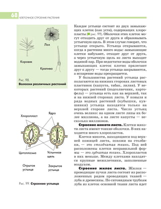 Каждое устьице состоит из двух замыкаю
щих клеток (как уста), содержащих хлоро
пласты (I рис. 99). Оболочки этих клеток мо
гут отходить друг от друга и образовывать
устьичную щель. В этом случае говорят, что
устьице открыто. Устьица открываются,
когда в растении много воды: замыкающие
клетки набухают, отходят друг от друга,
а через устьичную щель из листа выходит
водяной пар. При недостатке воды оболочки
замыкающих клеток плотно прилегают
друг к другу — тогда устьица закрываются,
а испарение воды прекращается.
У большинства растений устьица рас
полагаются на нижних сторонах листовых
пластинок (капуста, табак, лилия). У не
которых растений (подсолнечник, карто
фель) — устьица есть как на верхней, так
и на нижней сторонах листа. У ковыля и
ряда водных растений (кубышки, кув
шинки) устьица находятся только на
верхней стороне листа. Число устьиц
очень велико: на одном листе липы их бо
лее миллиона, а на листе капусты — не
сколько миллионов.
Строение мякоти листа. Клетки мяко
ти листа имеют тонкие оболочки. В них на
ходится много хлоропластов.
Клетки мякоти, находящиеся под верх
ней кожицей листа, похожи на столби
ки, — это столбчатая ткань. Под ней
расположены клетки неправильной фор
мы — это губчатая ткань. Хлоропластов
в них меньше. Между клетками находят
ся крупные межклетники, заполненные
воздухом.
Строение жилок листа. Жилки —
проводящие пучки листа состоят из распо
ложенных рядом проводящих тканей —
луба и древесины. По ситовидным трубкам
луба из клеток основной ткани листа идет
КЛЕТОЧНОЕ СТРОЕНИЕ РАСТЕНИЯ
68
Рис. 98.
Волоски различных растений
Коровяк
Рис. 99. Строение устьица
Хлоропласт
Цитоплазма Устьичная
щель
Ядро
Закрытое
устьице
Отрытое
устьице
Лох
Крапива
 