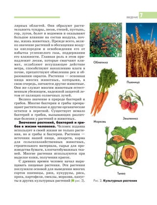 ВВЕДЕНИЕ 7
лярных областей. Они образуют расти
тельность тундры, лесов, степей, пустынь,
гор, лугов, болот и водоемов и оказывают
большое влияние на состав воздуха, поч
вы, жизнь животных. Прежде всего, вели
ко значение растений в обогащении возду
ха кислородом и освобождении его от
избытка углекислого газа, поддержании
его влажности. Главная роль в этом при
надлежит лесам, которые смягчают кли
мат, ослабляют иссушающее действие
ветра, способствуют накоплению влаги в
почве, препятствуют обмелению рек и об
разованию оврагов. Растения — основная
пища многих животных, которыми, в
свою очередь, питаются другие животные.
Они же служат многим животным естест
венным убежищем, надежной защитой ле
том от палящих солнечных лучей.
Велико значение в природе бактерий и
грибов. Многие бактерии и грибы превра
щают растительные и другие органические
остатки в перегной. Существует немало
бактерий и грибов, вызывающих различ
ные болезни у растений и животных.
Значение растений, бактерий и гри
бов в жизни человека. Человек издавна
использует в своей жизни не только расте
ния, но и грибы и бактерии. Растения —
источник нашей пищи, лекарств, корма
для сельскохозяйственных животных,
строительного материала, сырья для про
изводства бумаги, хлопчатобумажных тка
ней. Многие растения используются при
выделке кожи, получении красок.
С древних времен человек начал выра
щивать пищевые растения. Эти растения
послужили основой для выведения многих
сортов пшеницы, ржи, кукурузы, риса,
проса, картофеля, свеклы, моркови, капус
ты и других культурных растений (I рис. 2).
Облепиха
Пшеница
Морковь
Земляника
Тыква
Рис. 2. Культурные растения
 