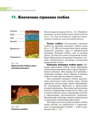 КЛЕТОЧНОЕ СТРОЕНИЕ РАСТЕНИЯ
70
Рассмотрите рисунок (I рис. 101). Найдите
основные части стебля липы. Выясните по
I рис. 103, чем отличается строение трех
летнего стебеля липы от однолетнего.
Ткани стебля. Рассмотрим строение
стебля на примере молодого побега липы
(I рис. 101). На его поперечном срезе можно
выделить кожицу, кору и центральный
цилиндр. Кожица стебля, как и кожица
листа, состоит из клеток покровной ткани.
Кора образована основными тканями, а ос
нову центрального цилиндра составляют
проводящие ткани.
Строение молодого стебля липы. Ко
жица однолетнего стебля липы образована
плотно прилегающими друг к другу прозрач
ными клетками. Они сходны по строению с
клетками кожицы листа. Однако в кожице
стебля устьиц обычно намного меньше.
Под кожицей молодого стебля располо
жено несколько слоев клеток коры. Самые
наружные клетки коры имеют неравномер
но утолщенные оболочки и выполняют
опорную функцию. Под ними расположены
клетки, содержащие хлоропласты. Они, как
и клетки мякоти листа, принимают участие
в образовании органического вещества.
Внутренний слой коры лишен хлоропластов
и выполняет запасающую функцию.
Центральный цилиндр молодого стебля
липы состоит из сердцевины и окружаю
щих ее проводящих тканей — луба и дре
весины (I рис. 101).
19. Клеточное строение стебля
Рис. 101.
Однолетний стебель липы
(поперечный срез)
Кожица
Кора
Луб
Камбий
Древесина
Сердцевина
Рис. 102.
Строение пробки
 