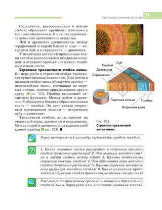 КЛЕТОЧНОЕ СТРОЕНИЕ РАСТЕНИЯ 71
Сердцевина, расположенная в центре
стебля, образована крупными клетками с
тонкими оболочками. В них откладывают
ся запасные органические вещества.
Луб и древесина расположены между
сердцевиной и корой: ближе к коре — на
ходится луб, а к сердцевине — древесина.
У некоторых растений проводящие тка
ни в стебле располагаются не единым коль
цом, а образуют проводящие пучки, подоб
но жилкам листа.
Строение трехлетнего стебля липы.
По мере роста в строении стебля происхо
дят существенные изменения. Уже летом в
молодом стебле липы образуется пробка —
многослойная ткань, состоящая из мерт
вых клеток, плотно примыкающих друг к
другу (I рис. 102). Пробка выполняет за
щитную функцию. Между лубом и древе
синой образуется боковая образовательная
ткань — камбий. Он дает начало вторич
ным проводящим тканям — вторичным
лубу и древесине.
Трехлетний стебель липы состоит из
вторичной коры, древесины и сердцевины.
Между корой и древесиной находится слой
клеток камбия (I рис. 103). I
Кора; центральный цилиндр; сердцевина; пробка, камбий.
1. Какие основные части различают в строении молодого
стебля древесного растения? 2. Чем кожицы молодого стеб
ля и листа сходны между собой? 3. Каковы особенности
строения кожицы стебля? 4. Чем образована кора молодого
стебля древесного растения? 5. Каково строение централь
ного цилиндра молодого стебля? 6. Какие изменения проис
ходят в строении стебля древесного растения с возрастом?
Рассмотрите поперечные срезы однолетнего и трехлетнего
стеблей липы. Зарисуйте их и напишите названия тканей.
Пробка
Вторичная кора
Годичные кольца
Луб
Древесина
Сердцевина
Рис. 103.
Строение трехлетней
ветки липы
Камбий
 