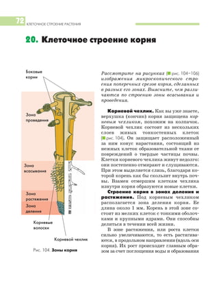 КЛЕТОЧНОЕ СТРОЕНИЕ РАСТЕНИЯ
72
20. Клеточное строение корня
Рассмотрите на рисунках (I рис. 104–106)
изображения микроскопического стро
ения поперечных срезов корня, сделанных
в разных его зонах. Выясните, чем разли
чаются по строению зоны всасывания и
проведения.
Корневой чехлик. Как вы уже знаете,
верхушка (кончик) корня защищена кор
невым чехликом, похожим на колпачок.
Корневой чехлик состоит из нескольких
слоев живых тонкостенных клеток
(I рис. 104). Он защищает расположенный
за ним конус нарастания, состоящий из
нежных клеток образовательной ткани от
повреждений о твердые частицы почвы.
Клетки корневого чехлика живут недолго:
они постепенно отмирают и слущиваются.
При этом выделяется слизь, благодаря ко
торой корень как бы скользит внутрь поч
вы. Взамен отмершим клеткам чехлика
изнутри корня образуются новые клетки.
Строение корня в зонах деления и
растяжения. Под корневым чехликом
располагается зона деления корня. Ее
длина около 1 мм. Корень в этой зоне со
стоит из мелких клеток с тонкими оболоч
ками и крупными ядрами. Они способны
делиться в течении всей жизни.
В зоне растяжения, или роста клетки
сильно увеличиваются, то есть растягива
ются, в продольном направлении (вдоль оси
корня). Их рост происходит главным обра
зом за счет поглощения воды и образованияРис. 104. Зоны корня
Корневой чехлик
Зона
растяжения
Зона
деления
Зона
всасывания
Зона
проведения
Боковые
корни
Корневые
волоски
 