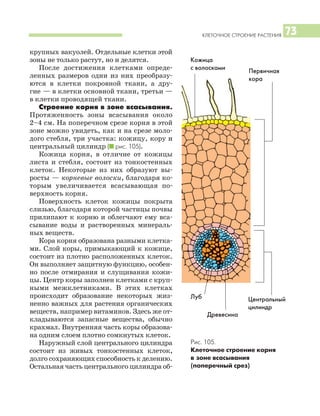 КЛЕТОЧНОЕ СТРОЕНИЕ РАСТЕНИЯ 73
крупных вакуолей. Отдельные клетки этой
зоны не только растут, но и делятся.
После достижения клетками опреде
ленных размеров одни из них преобразу
ются в клетки покровной ткани, а дру
гие — в клетки основной ткани, третьи —
в клетки проводящей ткани.
Строение корня в зоне всасывания.
Протяженность зоны всасывания около
2–4 см. На поперечном срезе корня в этой
зоне можно увидеть, как и на срезе моло
дого стебля, три участка: кожицу, кору и
центральный цилиндр (I рис. 105).
Кожица корня, в отличие от кожицы
листа и стебля, состоит из тонкостенных
клеток. Некоторые из них образуют вы
росты — корневые волоски, благодаря ко
торым увеличивается всасывающая по
верхность корня.
Поверхность клеток кожицы покрыта
слизью, благодаря которой частицы почвы
прилипают к корню и облегчают ему вса
сывание воды и растворенных минераль
ных веществ.
Кора корня образована разными клетка
ми. Слой коры, примыкающий к кожице,
состоит из плотно расположенных клеток.
Он выполняет защитную функцию, особен
но после отмирания и слущивания кожи
цы. Центр коры заполнен клетками с круп
ными межклетниками. В этих клетках
происходит образование некоторых жиз
ненно важных для растения органических
веществ, например витаминов. Здесь же от
кладываются запасные вещества, обычно
крахмал. Внутренняя часть коры образова
на одним слоем плотно сомкнутых клеток.
Наружный слой центрального цилиндра
состоит из живых тонкостенных клеток,
долго сохраняющих способность к делению.
Остальная часть центрального цилиндра об
Рис. 105.
Клеточное строение корня
в зоне всасывания
(поперечный срез)
Кожица
с волосками
Первичная
кора
Центральный
цилиндр
Древесина
Луб
 