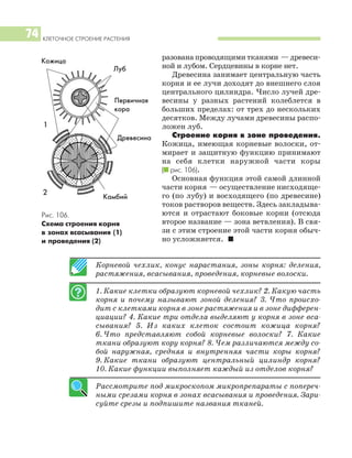КЛЕТОЧНОЕ СТРОЕНИЕ РАСТЕНИЯ
74
разована проводящими тканями — древеси
ной и лубом. Сердцевины в корне нет.
Древесина занимает центральную часть
корня и ее лучи доходят до внешнего слоя
центрального цилиндра. Число лучей дре
весины у разных растений колеблется в
больших пределах: от трех до нескольких
десятков. Между лучами древесины распо
ложен луб.
Строение корня в зоне проведения.
Кожица, имеющая корневые волоски, от
мирает и защитную функцию принимают
на себя клетки наружной части коры
(I рис. 106).
Основная функция этой самой длинной
части корня — осуществление нисходяще
го (по лубу) и восходящего (по древесине)
токов растворов веществ. Здесь закладыва
ются и отрастают боковые корни (отсюда
второе название — зона ветвления). В свя
зи с этим строение этой части корня обыч
но усложняется. I
Корневой чехлик, конус нарастания, зоны корня: деления,
растяжения, всасывания, проведения, корневые волоски.
1. Какие клетки образуют корневой чехлик? 2. Какую часть
корня и почему называют зоной деления? 3. Что происхо
дит с клетками корня в зоне растяжения и в зоне дифферен
циации? 4. Какие три отдела выделяют у корня в зоне вса
сывания? 5. Из каких клеток состоит кожица корня?
6. Что представляют собой корневые волоски? 7. Какие
ткани образуют кору корня? 8. Чем различаются между со
бой наружная, средняя и внутренняя части коры корня?
9. Какие ткани образуют центральный цилиндр корня?
10. Какие функции выполняет каждый из отделов корня?
Рассмотрите под микроскопом микропрепараты с попереч
ными срезами корня в зонах всасывания и проведения. Зари
суйте срезы и подпишите названия тканей.
Рис. 106.
Схема строения корня
в зонах всасывания (1)
и проведения (2)
1
2
Кожица
Первичная
кора
Древесина
Камбий
Луб
 