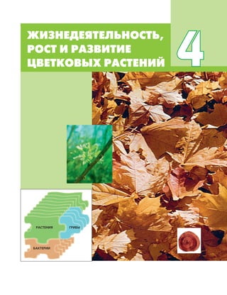 75
ЖИЗНЕДЕЯТЕЛЬНОСТЬ,
РОСТ И РАЗВИТИЕ
ЦВЕТКОВЫХ РАСТЕНИЙ 4
ГРИБЫРАСТЕНИЯ
БАКТЕРИИ
 